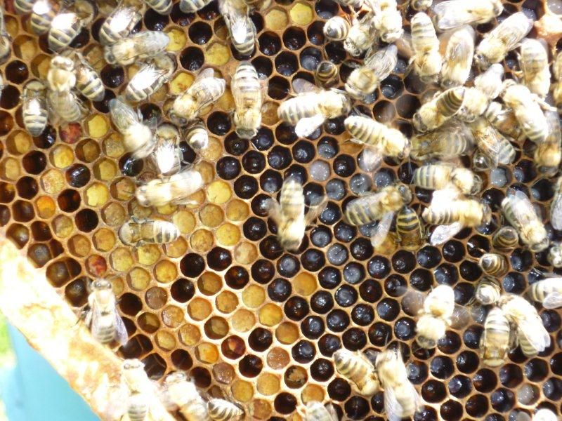Regionalne Dni Pszczelarstwa